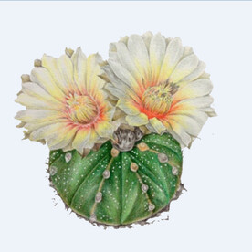 png格式植物花卉手绘素材