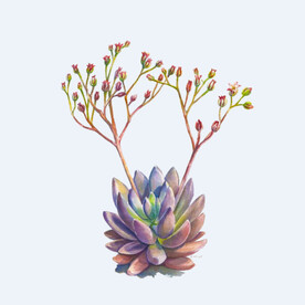 png格式植物花卉手绘素材