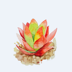 png格式植物花卉手绘素材