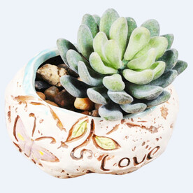 png格式植物花卉手绘素材