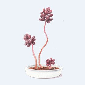 png格式植物花卉手绘素材