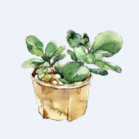 png格式植物花卉手绘素材