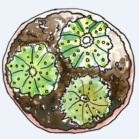 png格式植物花卉手绘素材