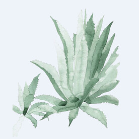 png格式植物花卉手绘素材