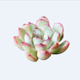 png格式植物花卉手绘素材