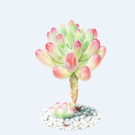 png格式植物花卉手绘素材