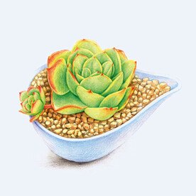 png格式植物花卉手绘素材