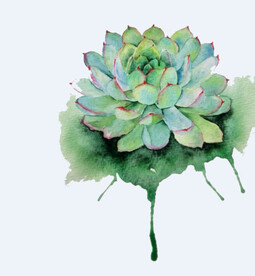 png格式植物花卉手绘素材