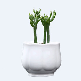 png格式植物花卉手绘素材