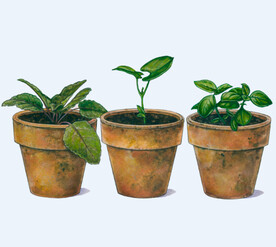 png格式植物花卉手绘素材