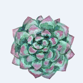 png格式植物花卉手绘素材