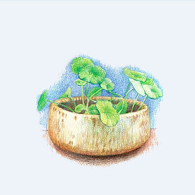 png格式植物花卉手绘素材