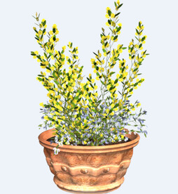 png格式植物花卉手绘素材