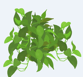 png格式植物花卉手绘素材