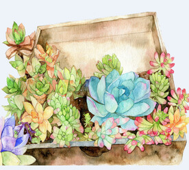 png格式植物花卉手绘素材