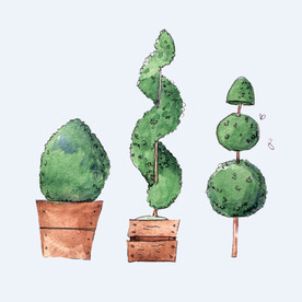 png格式植物花卉手绘素材