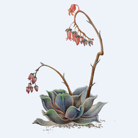 png格式植物花卉手绘素材