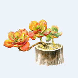 png格式植物花卉手绘素材