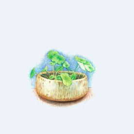 png格式植物花卉手绘素材