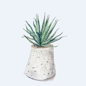 png格式植物花卉手绘素材