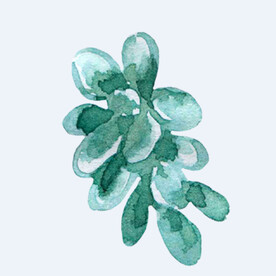 png格式植物花卉手绘素材