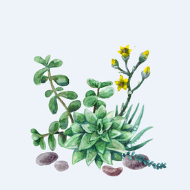 png格式植物花卉手绘素材