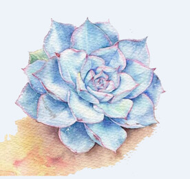 png格式植物花卉手绘素材