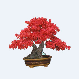 png格式植物花卉手绘素材