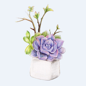 png格式植物花卉手绘素材