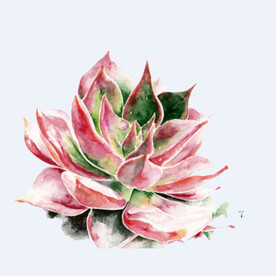 png格式植物花卉手绘素材