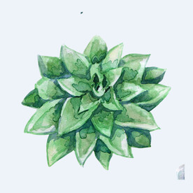 png格式植物花卉手绘素材