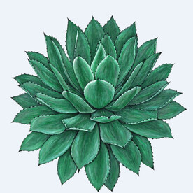 png格式植物花卉手绘素材