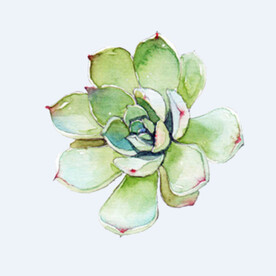 png格式植物花卉手绘素材