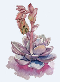 png格式植物花卉手绘素材