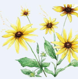 png格式植物花卉手绘素材