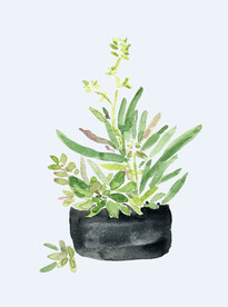 png格式植物花卉手绘素材