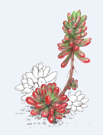 png格式植物花卉手绘素材