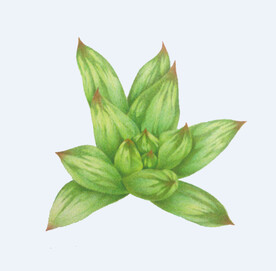 png格式植物花卉手绘素材