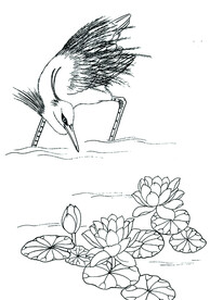 出水芙蓉