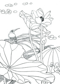 红菏菡萏