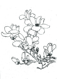 洁白玉兰