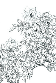 竞芳