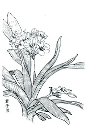 兰香依旧