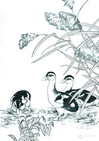 芦花鸭仔图