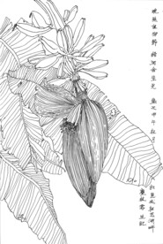 绿润合朱光