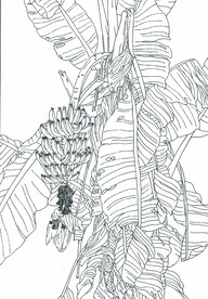 芭蕉曲