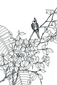 茶花鹦鹉图