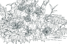 芙蓉香飘