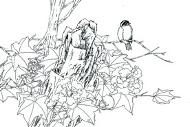 芙蓉小鸟