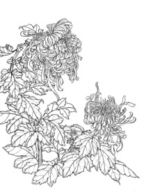 秋菊盎然